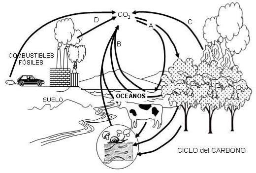 Año 2005 En el dibujo se representan algunos de los procesos que tienen lugar en el ciclo del carbono.