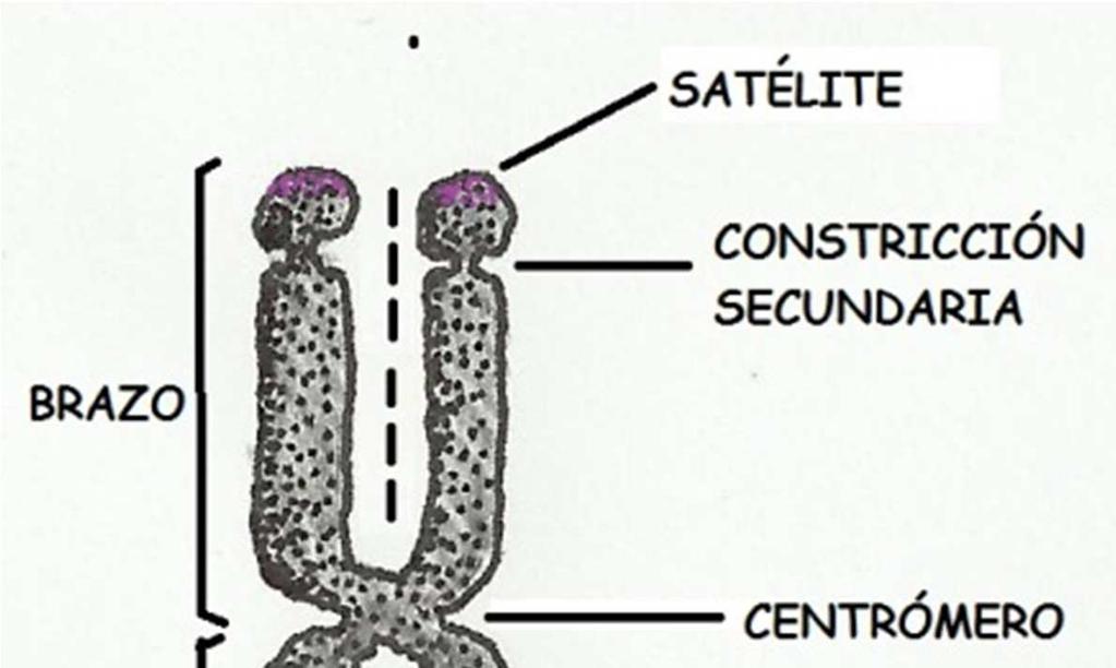 El material genético: Los cromosomas y la cromatina.
