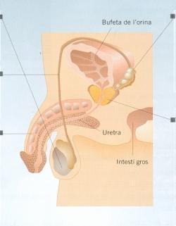 L'aparell reproductor masculí L'aparell reproductor masculí està constituït per diversos òrgans: els testicles, els conductes deferents, les vesícules seminals i el penis.