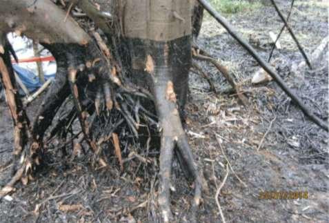 Fotografía N 14. Los árboles que se encuentran alrededor del canal de flotación fueron impregnados con petróleo crudo en su tronco a una altura aproximada de 60 cm. (Ver Folio 71 del expediente).