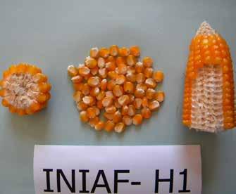 8 Artículos originales Introducción En las zonas productoras de maíz como la región del Chaco y el Trópico en Bolivia, la semilla híbrida tiene un costo elevado de 160 dólares la bolsa de 20 kg que
