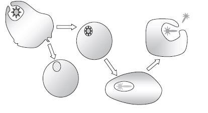 EVASIÓN SISTEMA INMUNE Los Aspergillus internalizados en células fagocíticas y no fagocíticas En cel.
