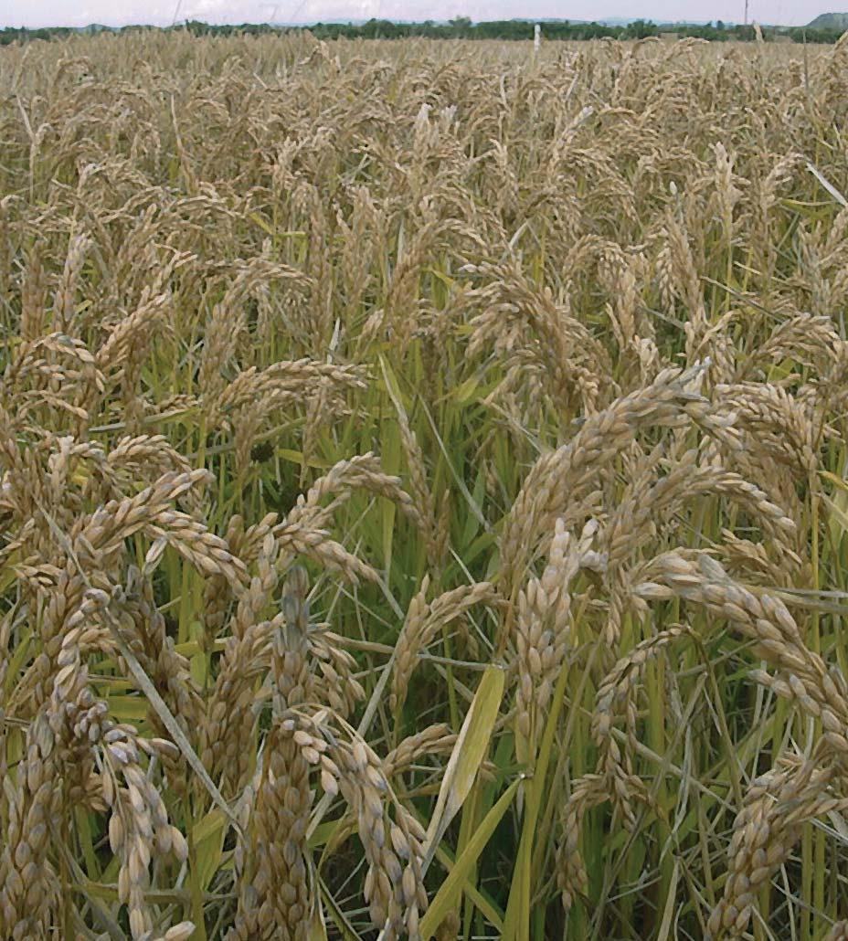arroz Campaña 2003arroz arroz JOSÉ MIGUEL BOZAL ANGEL SANTOS JOAQUÍN GARNICA FERNANDO BETELU JESÚS ZÚÑIGA en el año 2003 la superficie cultivada de arroz en Navarra se ha incrementado un 26% con