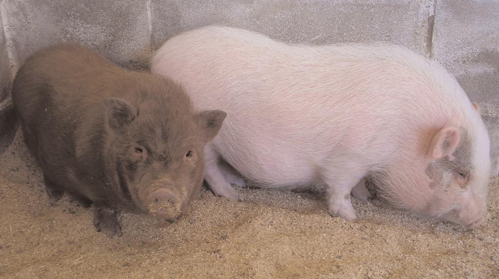 NOTICIAS DE EMPRESA Pr oyecto minipig Novedad: semen de conejo Semen Cardona ha iniciado un nuevo proyecto con cerdos de la raza minipig.
