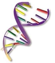 Estudio Genético * Sustitución de adenina por timina en el exón 3 del gen GALA, que genera una mutación miss-sense.