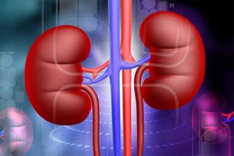 10 Qué organo del cuerpo tine la función de bombear la sangre a todos los rincones del organismo.