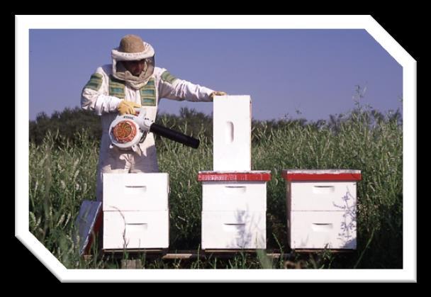 Colmena productiva Una colmena productiva será aquella que posea alto volumen de abejas, suficientes reservas energéticas, una reina fecundada (de alto potencial), que no presente enfermedades de la