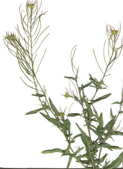 Brassica rapa, Capsella bursa pastoris y Sisymbrium irio Lepidium virginicum ció más veces en las localidades muestreadas y DISCUSIÓN Capsella bursa-pastoris L. Medic.
