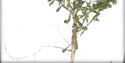 son CONCLUSIONES B. nigra H. incana Brassica Eruca sativa a Raphanus raphanistrum de E. sativa R. raphanistrum y determinaciones erróneas en las colecciones.