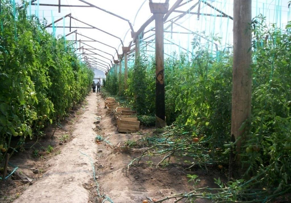 J. Cultivo de tomate de mesa