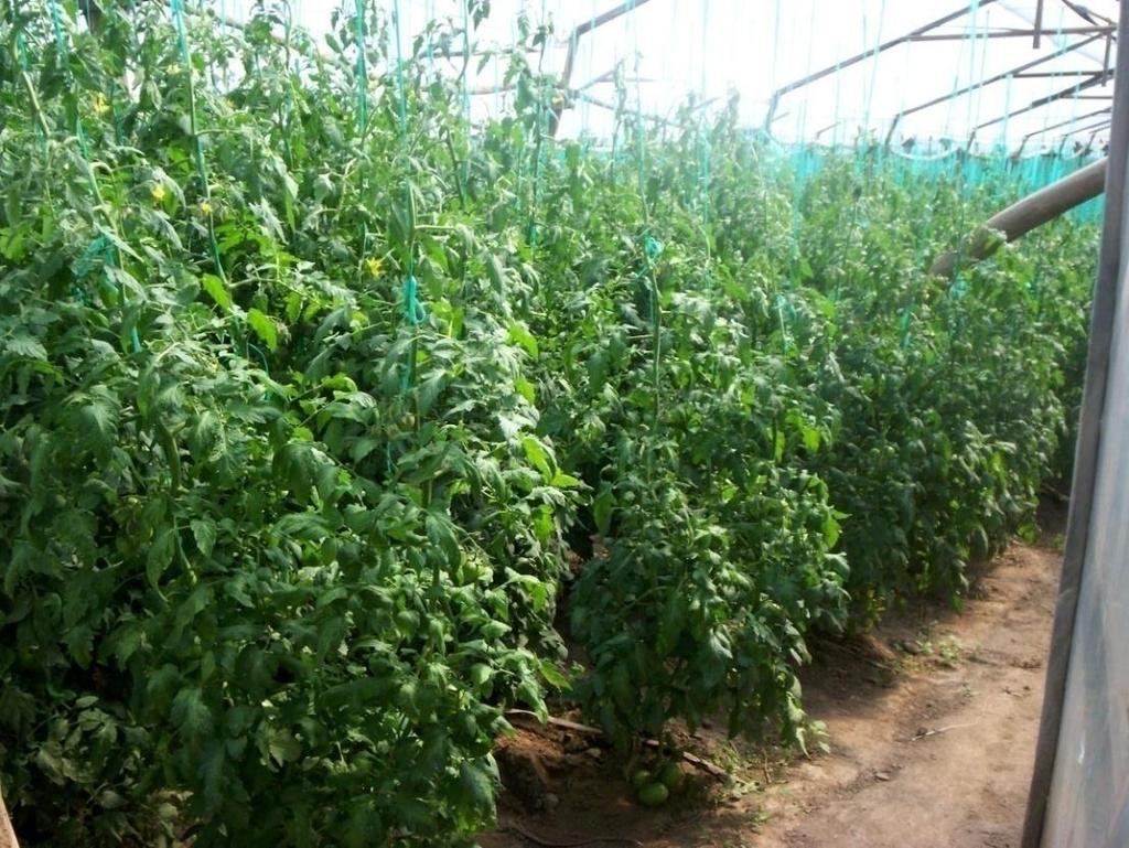 L. Plantación de tomate de mesa