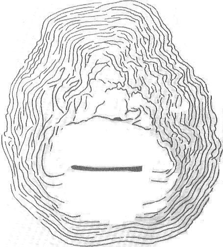 , (1992) y Revelo (2002) sobre la presencia de M. incognita en el Valle del Chota y Pimampiro. Figura 4. Configuración perineal de M. incognita (100 x). Figura 5. Configuración perineal de M. incognita según Eisenbak et al.