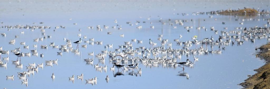 ESTRATEGIA PARA LA CONSERVACIÓN de las aves playeras en Ecuador OBJETIVOS: Al 2018 se oficializa el Plan de Conservación de Aves Playeras.
