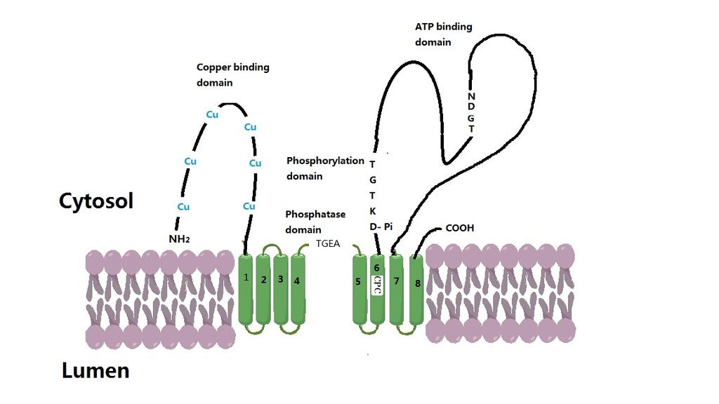 PROTEÍNA ATP7B Proteína es una ATPasa tipo-p transportadora de cobre Expresada en casi todos los tejidos, pero predominantemente en el