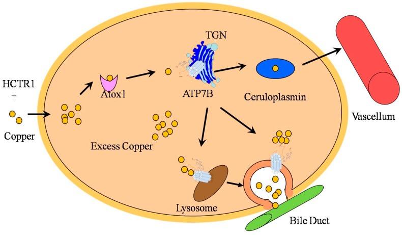 acumulación tóxica de cobre en diferentes tejidos, lo que da lugar a los síntomas 6 dominios de unión a cobre 8 dominios transmembrana 1