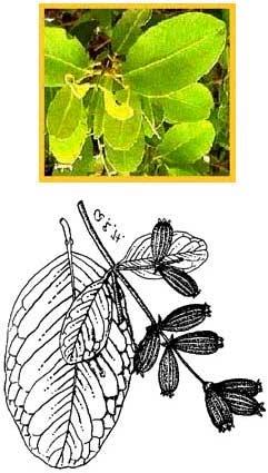 8. Jiménez J. (Sin fecha) (L.) Gaertn. F. El mangle blanco, Familia Combretaceae. USDA Forest Service. Puerto Rico. 9. Arriaga, V., V. Cervantes y A. Vargas-Mena. 1994.