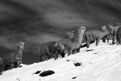 Návrat do hôr alebo Severná Argentína, Bolívia, Peru a Ekvádor 105 Alpaky stúpajú cestou, odkiaľ sme predchádzajúci večer prišli. Čarujúca príroda pri prechode posledného hrebeňa.