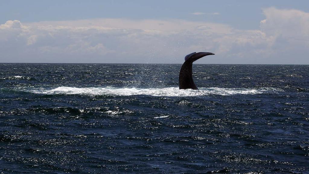 67) a veľryba pred odchodom do