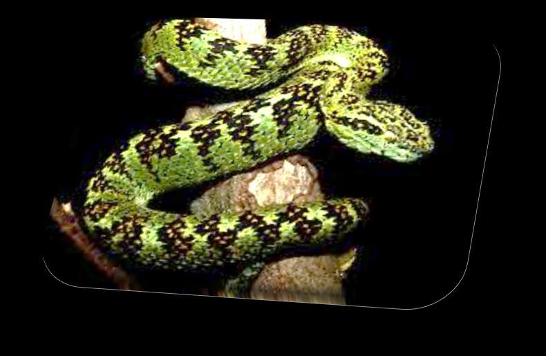 Vibora Cabeza de Candado, Pestañona o Colgadora Esta serpiente es venenosa, por su ponzoña, de acción