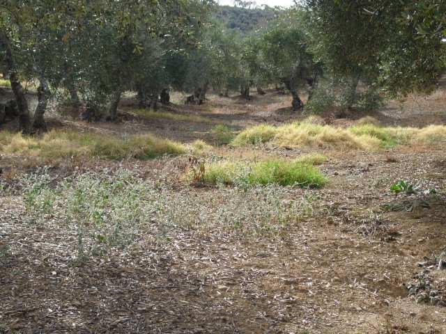 la falda norte de la Sierra del Viento. Las vaguadas atraviesan terrenos ocupados por olivar en ladera, algunos barbechos, eriales y pequeños huertos sin importancia.