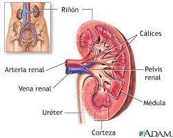 El riñón Es el órgano encargado de producir la orina. Actúa como una especie de filtro de la sangre.