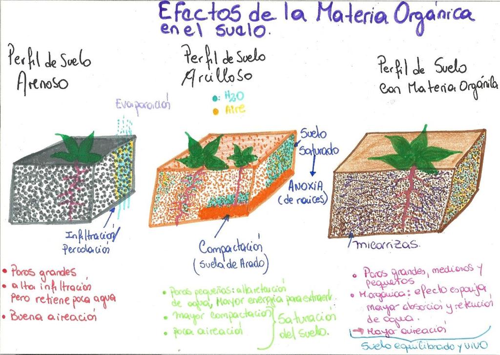 MATERIA ORGÁNICA Y ph DEL SUELO Existen suelos en Guanajuato con niveles < de 2 % El ph del suelo, participa en la