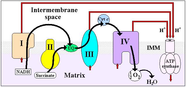 Cadena transportadora de electrones (CTE) Espacio intermembrana El patrón de protones está en rojo. El patrón de electrones está en negro.