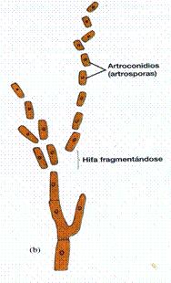 Blastoconidias: se forman por gemación a partir de la célula madre. Otros mecanismos de reproducción asexual.
