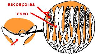 Basidiosporas: se producen a partir de la unión de dos hifas de sexo diferente. Los núcleos de sexo opuesto se fusionan dentro de una célula llamada basidio.
