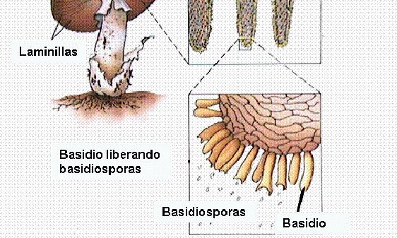 Presentes en Basidiomycotas Ascosporas: resultan de la fusión de dos células (en levaduras) o de dos hifas (en hongos filamentosos) de sexo opuesto. El proceso es heterotálico.