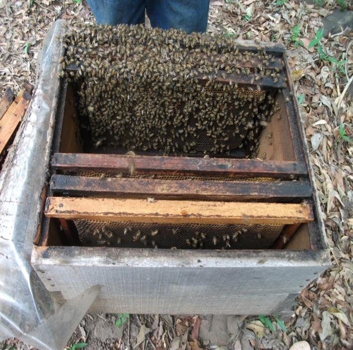 A= comienzo de llenado de abejas en los