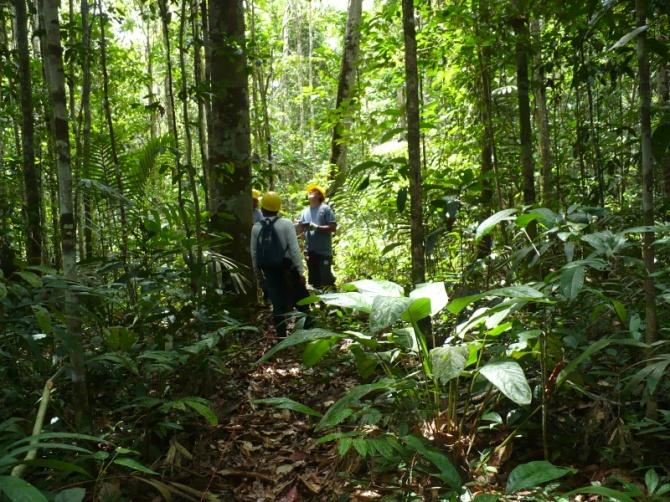 reducir el tráfico de madera ilegal y vigilar el cumplimiento de los planes de manejo forestal por parte de las concesiones forestales. 10.