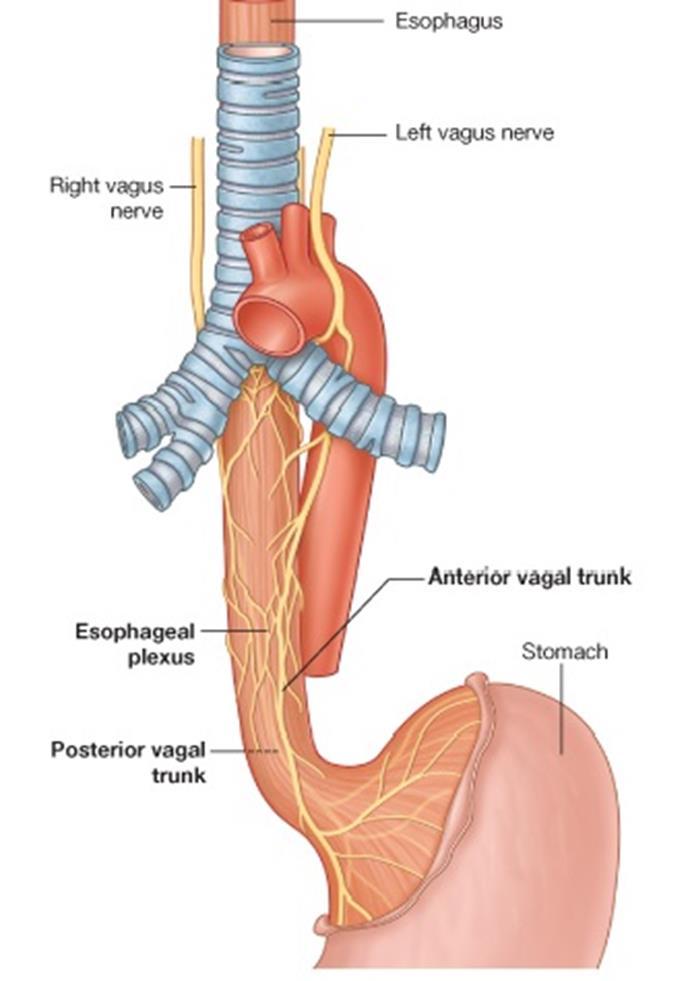 3-ESÓFAGO Va desde la faringe a través del diafragma hasta el estómago.
