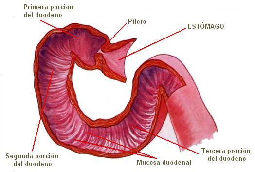 Digestión intestinal El estómago libera comida al duodeno a través del esfínter pilórico en pequeñas