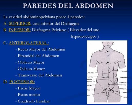 MÚSCULOS DEL ABDOMEN Recto mayor del abdomen Piramidal del abdomen Oblicuo mayor del abdomen