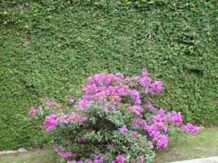 (Paspalum sp) y el filodendro (Philodendron sp) Se propone conformar setos bajos con flores en la parte superior del talud Filodendro (Philodendron