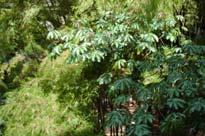 (Salvia officinalis), romero (Rosmarinus officinalis), Lavanda (Lavandula angustifolia), Menta