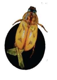 Phyllophaga ravida (Blanchard); Ph.