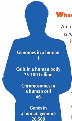 El GENOMA HUMANO 1 Genoma 75-100