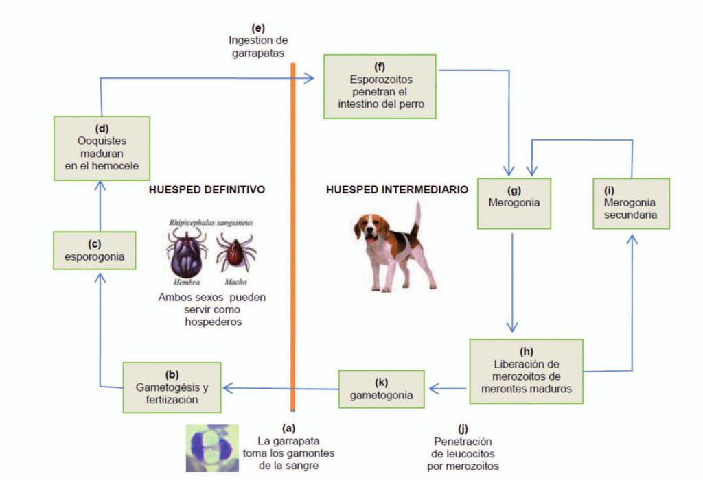 Clemencia Correa Restrepo (a) Los leucocitos infectados con gamontes, los cuales circulan en la sangre periférica del perro son tomados por la garrapata hematófaga.
