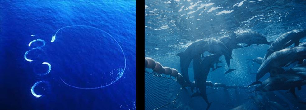 Figura 50. Actividad de pesquería de cerco tipo dolphin set. Pescadores rodeando una agrupación de atunes y delfines (izquierda). Delfines manchados, S.