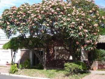 Plumeria rubra Juche grande Arbustos