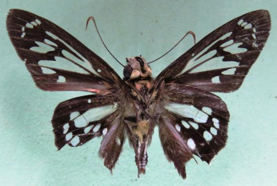 Phanus vitreus (STOLL, 1781). Papilio vitreus STOLL, 1781:lam. 366, fig. D [Surinam]. Papilio momus FABRICIUS, 1787 [Guiana Francesa]. Phanus godmani WILLIAM & BELL, 1931 [Costa Rica].