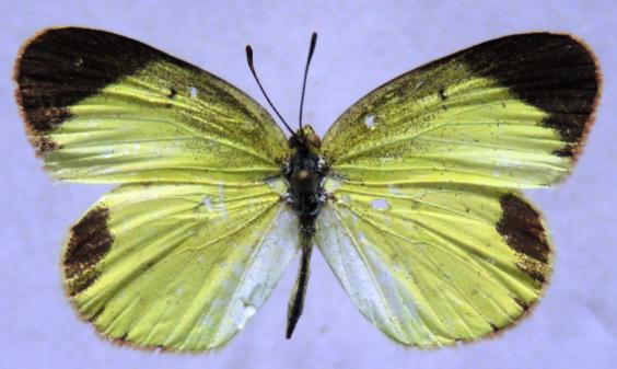 Desmanthus virgatus (citado en http://www.butterfliesofamerica.