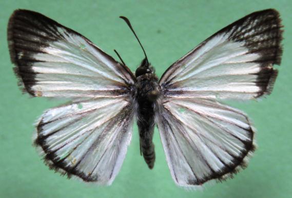 Heliopetes arsalte (LINNAEUS, 1758). Papilio arsalte LINNAEUS, 1775:246. Distribucion: Mexico hasta Argentina.