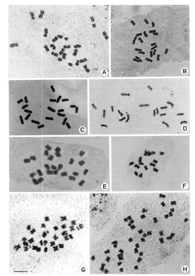 BONPLANDIA 12(1-4). 2003 Fig. 1. A-H. Cromosomas mitóticos de Malváceas. A: Cienfuegosia conciliata 2n=20. В: С. Drumondii 2n=20. С: Monteiroa Reitiii 2n=20.