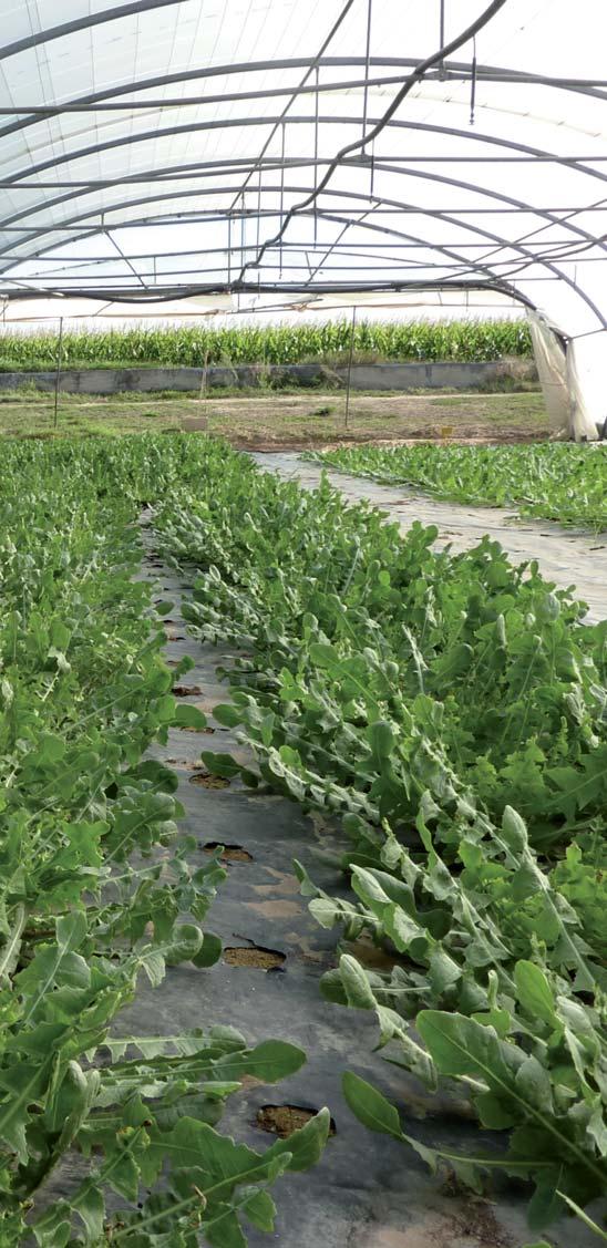 Experimentación Achicoria en invernadero Sistemas de cultivo para producción invernal Cultivo ecológico Amaya Uribarri En la revista Navarra Agraria de septiembre octubre de 11, con el título