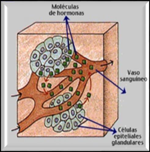 Glándulas Glándula endocrina: Su producción hormonal es entregada al torrente sanguíneo y a través de éste se distribuyen por