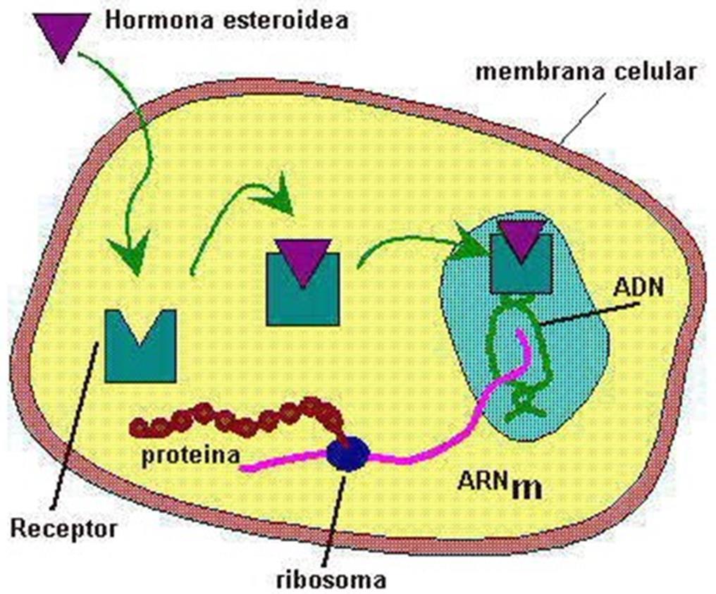 Mecanismo de acción hormonas esteroidales Las hormonas esteroideas, gracias a su naturaleza lipídica, atraviesan fácilmente las