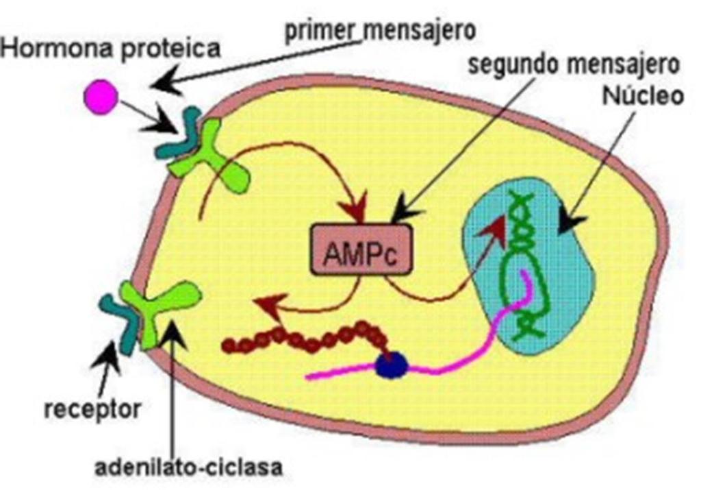 Mecanismo de acción hormonas proteicas Las hormonas proteicas, por ser moléculas de gran tamaño, no pueden entrar en el interior de las células blanco y por ello se unen a "moléculas receptoras" que
